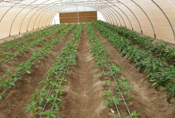 酒泉生产大棚塑料厂家